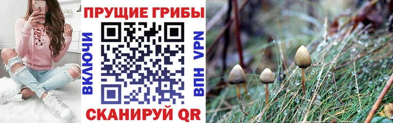 Псилоцибиновые грибы Cubensis  купить наркотики цена  Людиново 